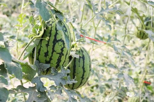 网红最新吃瓜,揭秘娱乐圈幕后真相  第1张